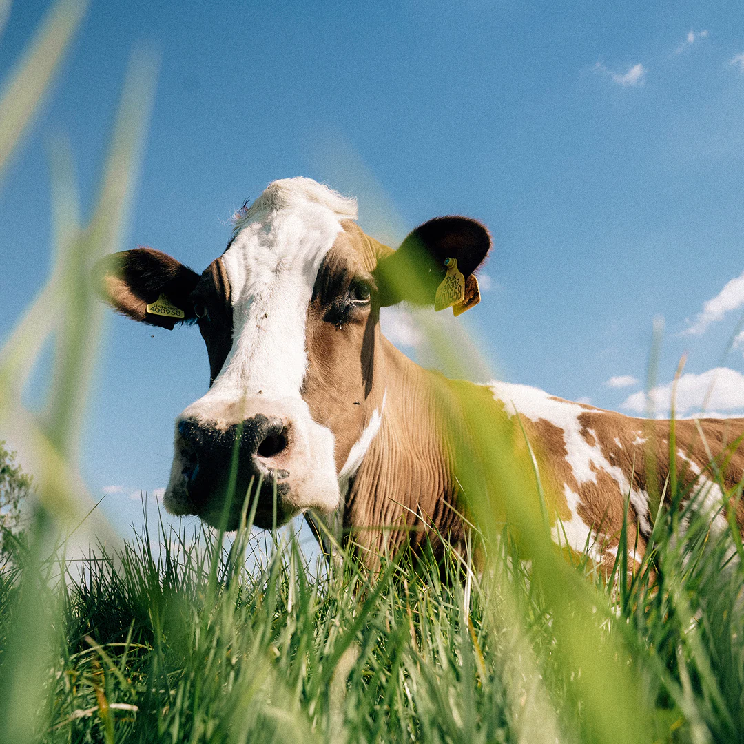 Pure Food, From Real Pastures