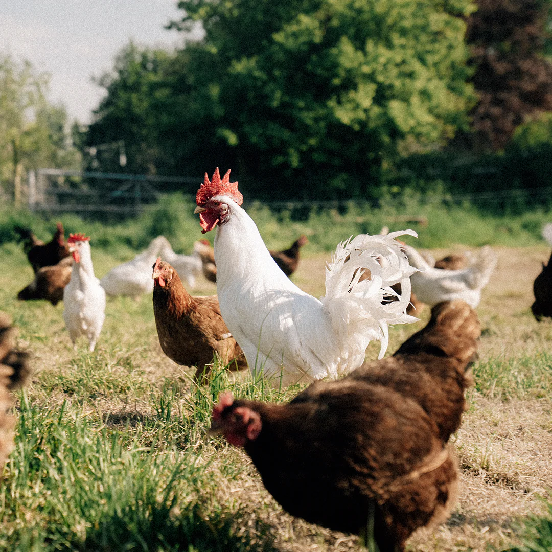 30 Hill Farm Eggs - COLLECTION ONLY - - Image 3