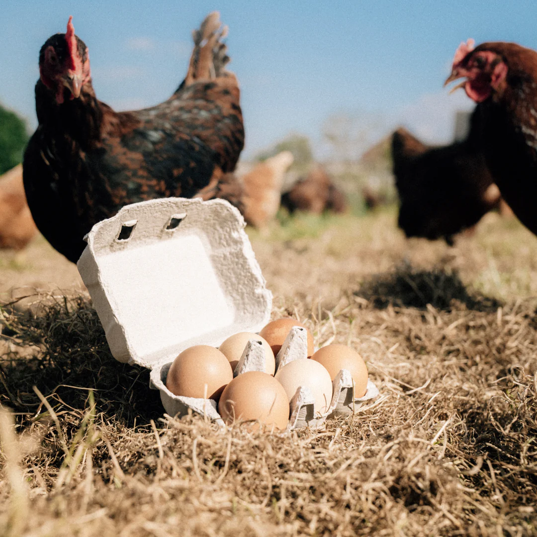 30 Hill Farm Eggs - COLLECTION ONLY - - Image 5
