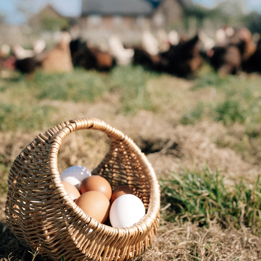 30 Hill Farm Eggs - COLLECTION ONLY - - Image 6
