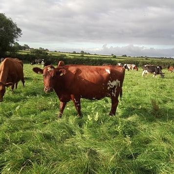 Raw Organic A2 Grass Fed milk - 12 x 1 litre bottle bundle (INCLUDES COURIER DELIVERY) - Image 5